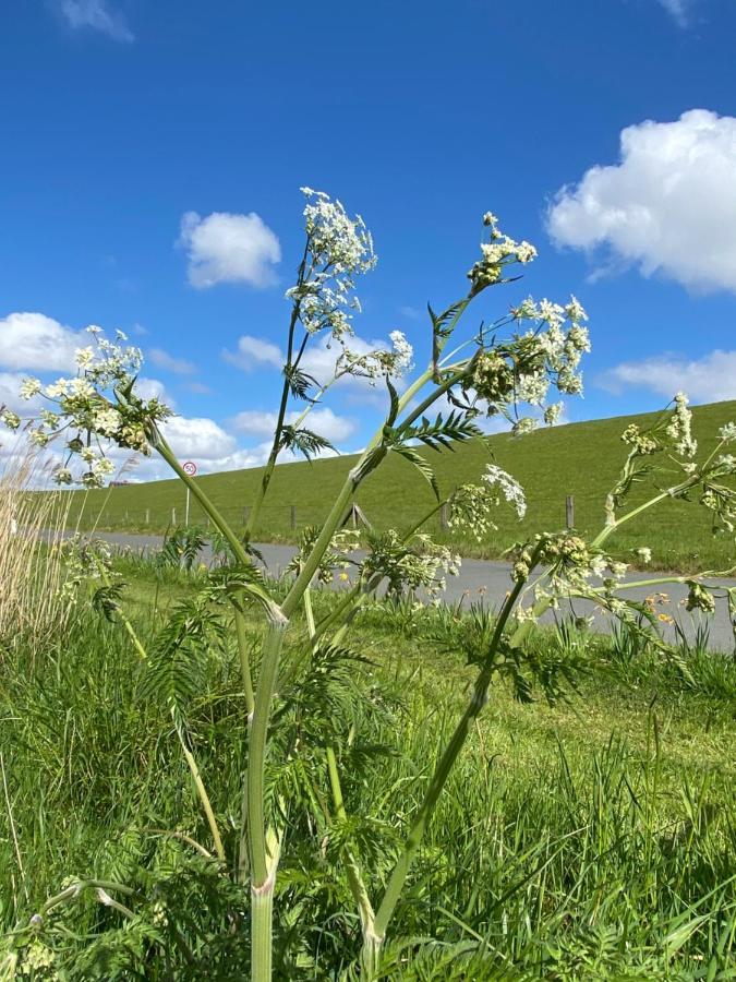 Gut Gross Fedderwarden, Ferienwohnung Mettje Butjadingen Eksteriør billede